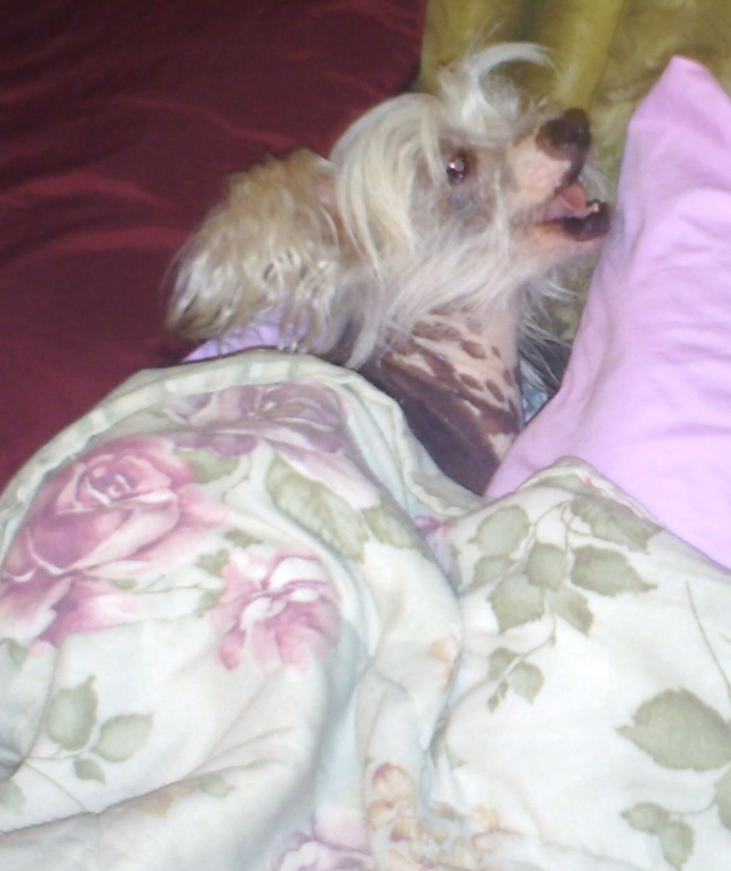 Drews Awsome Rudytooten Razz