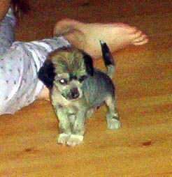 Dyrdal's Bubble Trubble