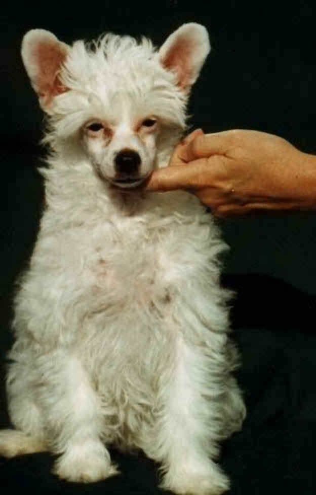 Angel Soft Of Ponytale