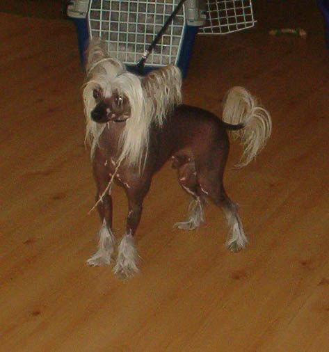 Dyrdal's Bucky Go Lucky