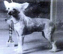 El-Radzith Sweet Sue