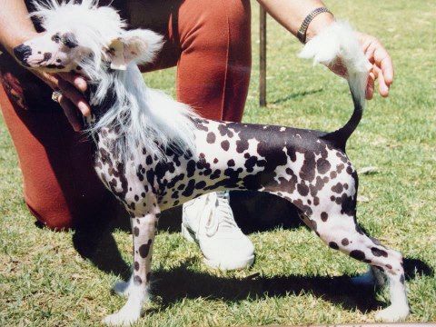 Eltarin Bold N Beautiful