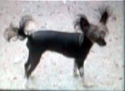 Fay-yanka Of Red Angel's (Swiss Import)