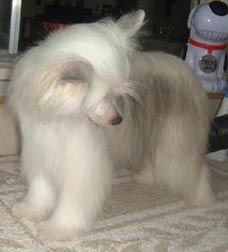 Firecrest This Little Piggy