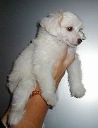 Flons Geisha Hotlips