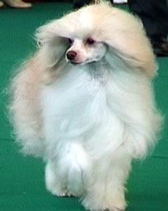 Flying Fuchur Fantasy Island