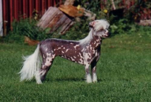 Flying Merish's Dippy Darling