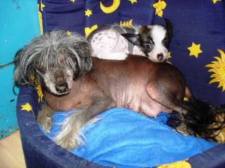 Flywheel's Bless You