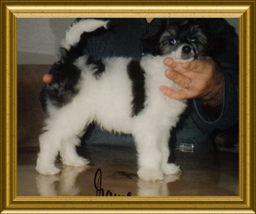 Freddi vom Höllgrund