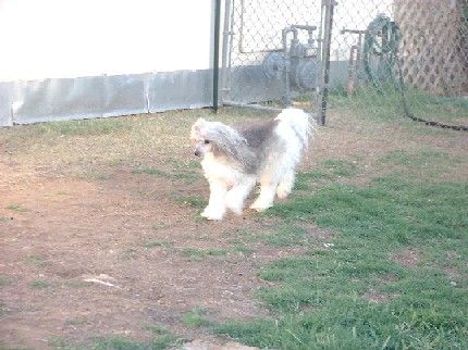 Gaea Enchantress V Quantara