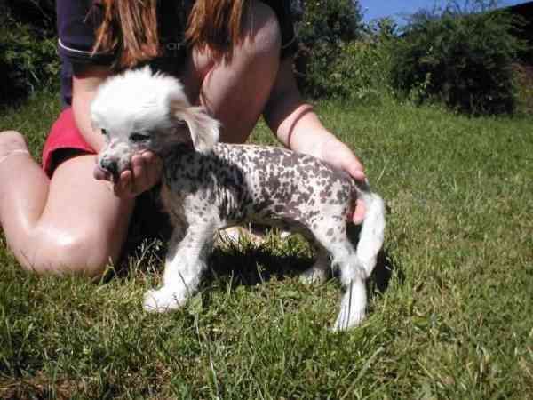 Gamla Bodens Mini Arn