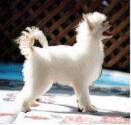 Garlands Of Lace V Forleaf