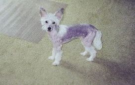 Gemstone's Mini Pearl