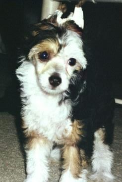 Gin-De's Dancing Casandra