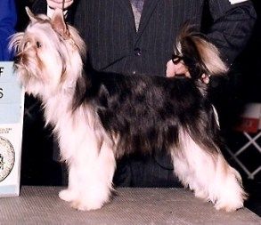 Gingery's Eye Of The Tiger