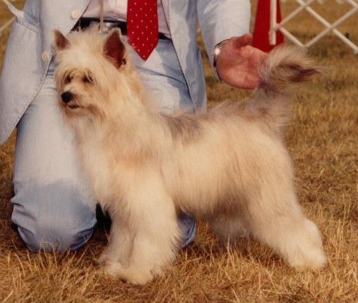 Gingery's Hot Potato