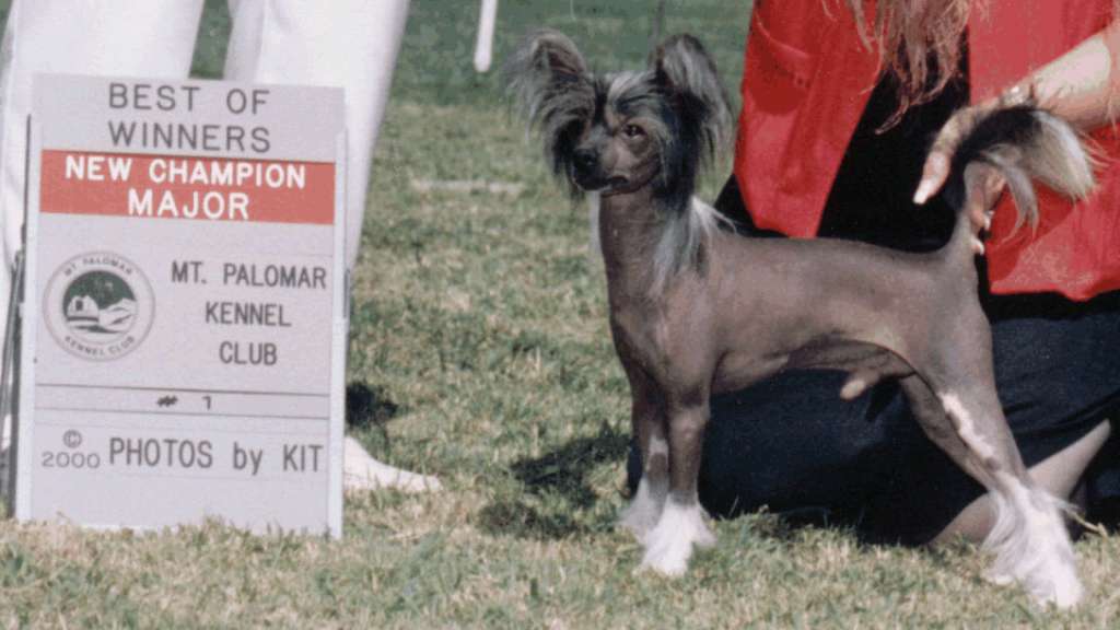 Gingery's Ready Willing N Able