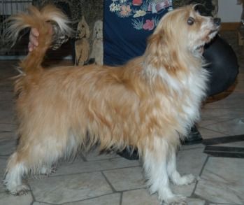 Gingery's Shooting Star