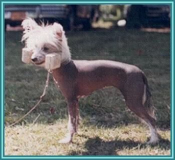 Gipez's Mushroom Mautoe Of Gingery