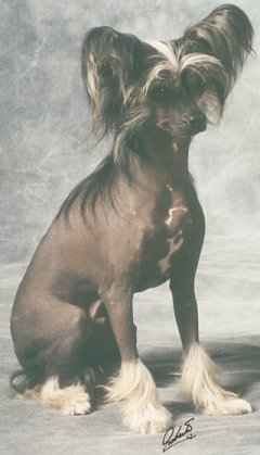 Gitano vom Martin's Tal