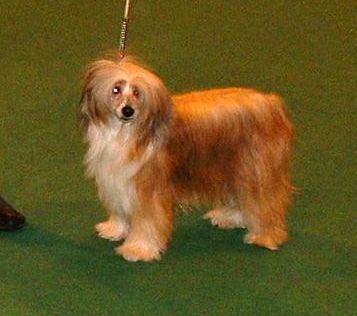 Glebeheath The Roulette