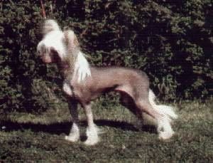 Glebeheath The Streaker For Angelcrest