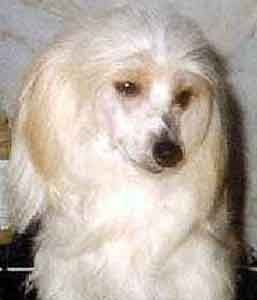 Goodacre's Sha-Na-Na