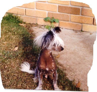 Goolarabang Lil Thunder