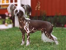 Grankottens Girl-Power