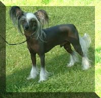 Habiba Starlight Express JW