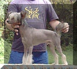 Hairicane Conquering Lion