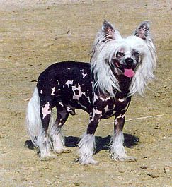 Hao Shou Du Gue De Launay