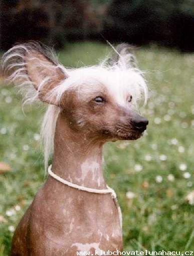 Harlekin vom Höllgrund