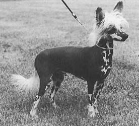 Heathermount Pharoah Of Moonswift