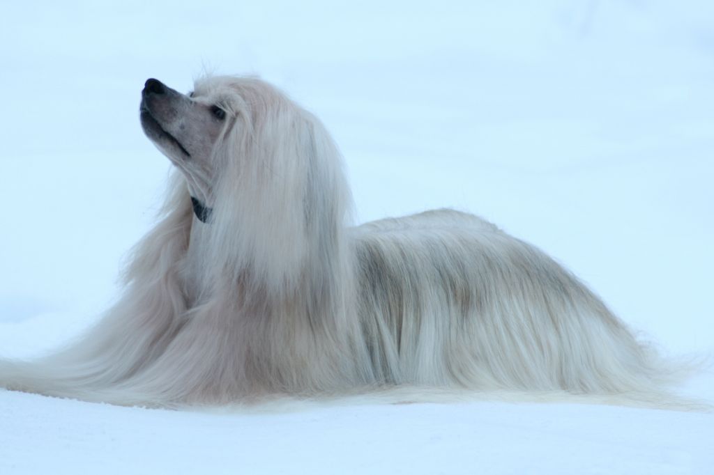 Hibacka's Hercul Poirot