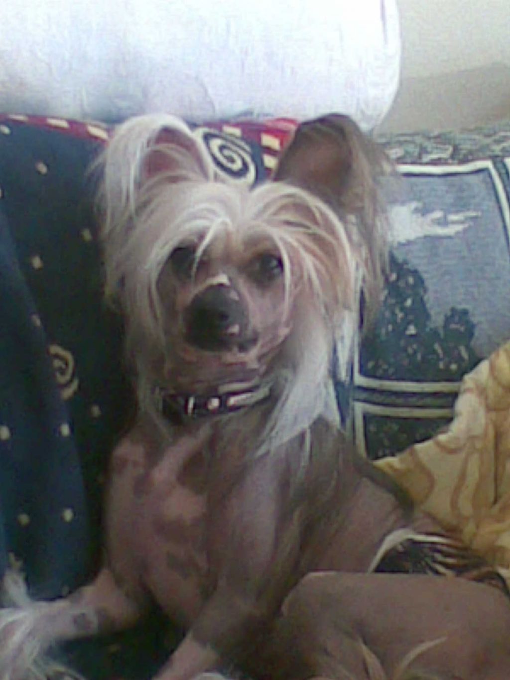 Hibacka's Willie Garvin