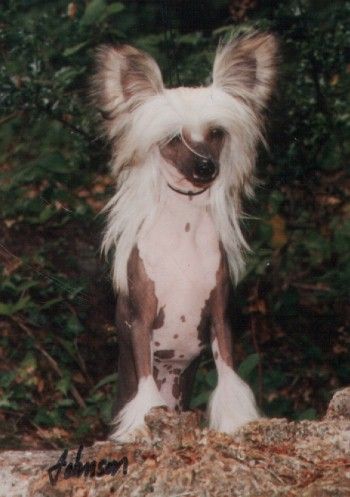 Honebon Highly Unholy