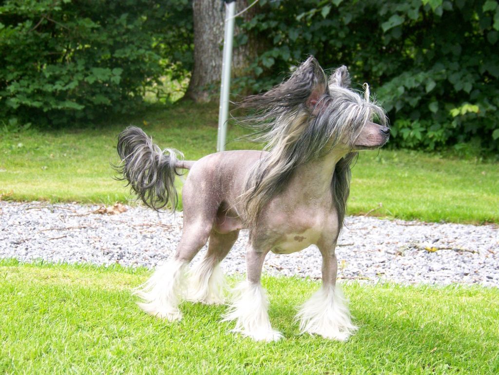 Callanderssons Indiana