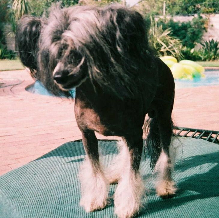 Itzcuintli Itzakorker