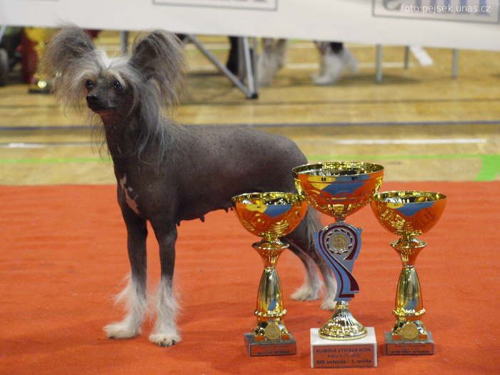 Jasterica Alexa Lachesis