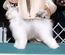 Jewels Lion's Pride Of Puffin