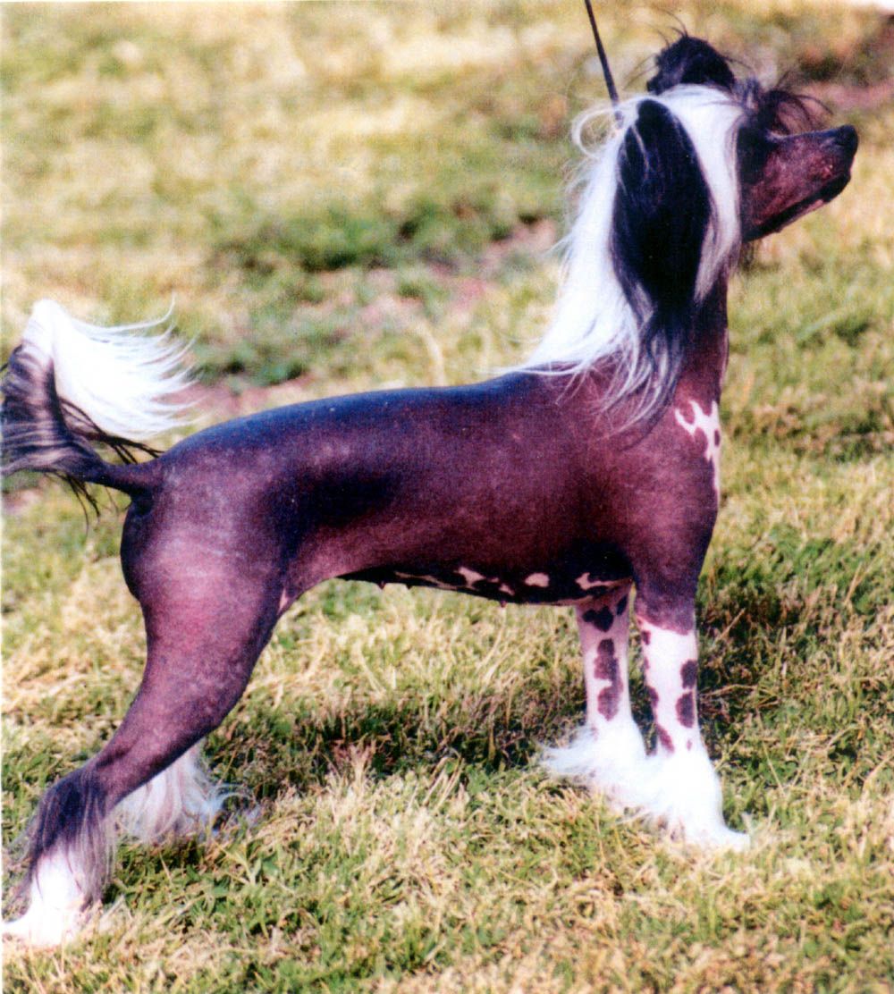 Jewels Pia Izadorable DOM AOM