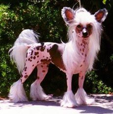 Jewels Wish On A Holliwould Star