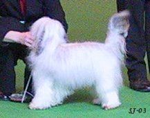 Jhanchi's Jealous Guy