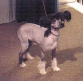 Jokima Justify At Saltillo