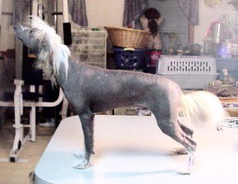 Jonbrecy's Quidditch Seeker