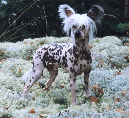 Joyway's Almost An Alien