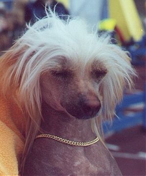 Juno-Juhekin Tulipunaruusu