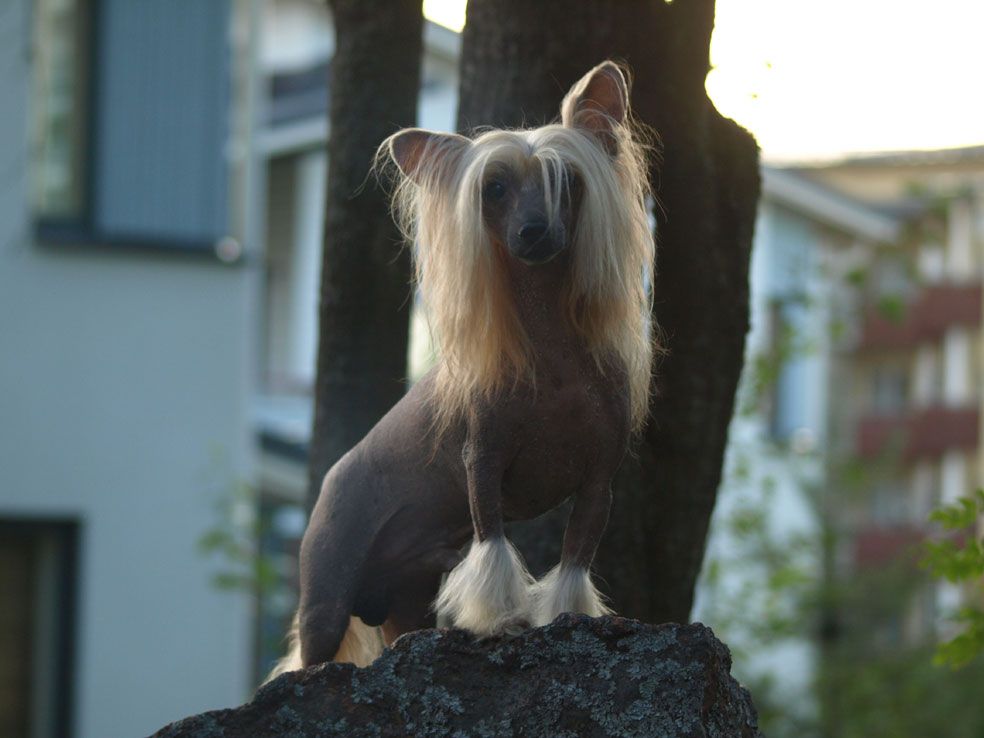 Just Call Me Lionking