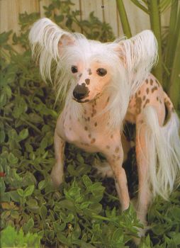 Kalon's Lotus Blossom